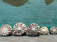 Cone Shell Collection Pack