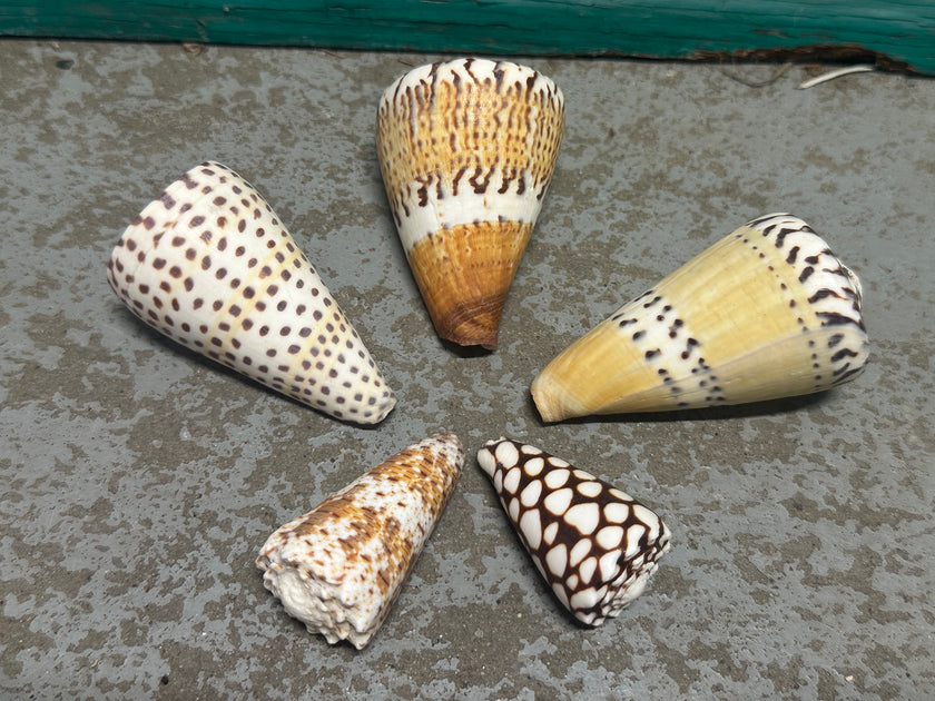 Shell Conage Cone Shell Collection Pack | Loving Coastal Living