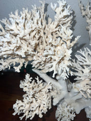Vintage Staghorn & Lace Coral Sculpture- 29