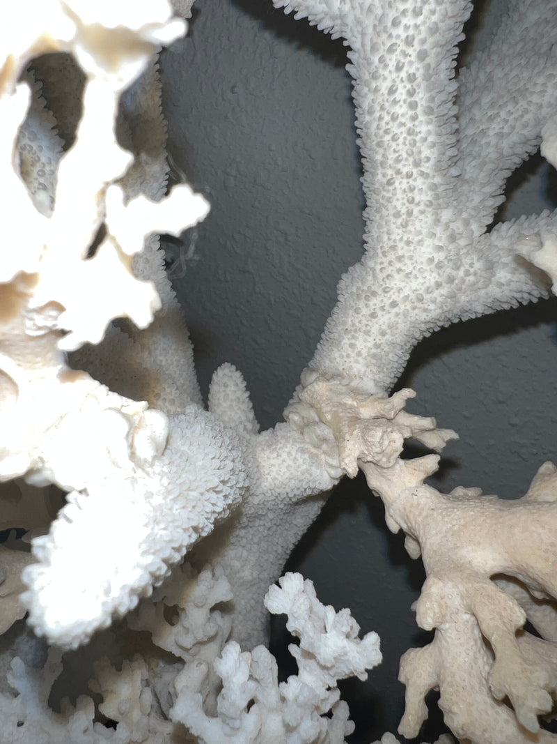 Vintage Staghorn & Lace Coral Sculpture- 29"