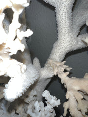 Vintage Staghorn & Lace Coral Sculpture- 29