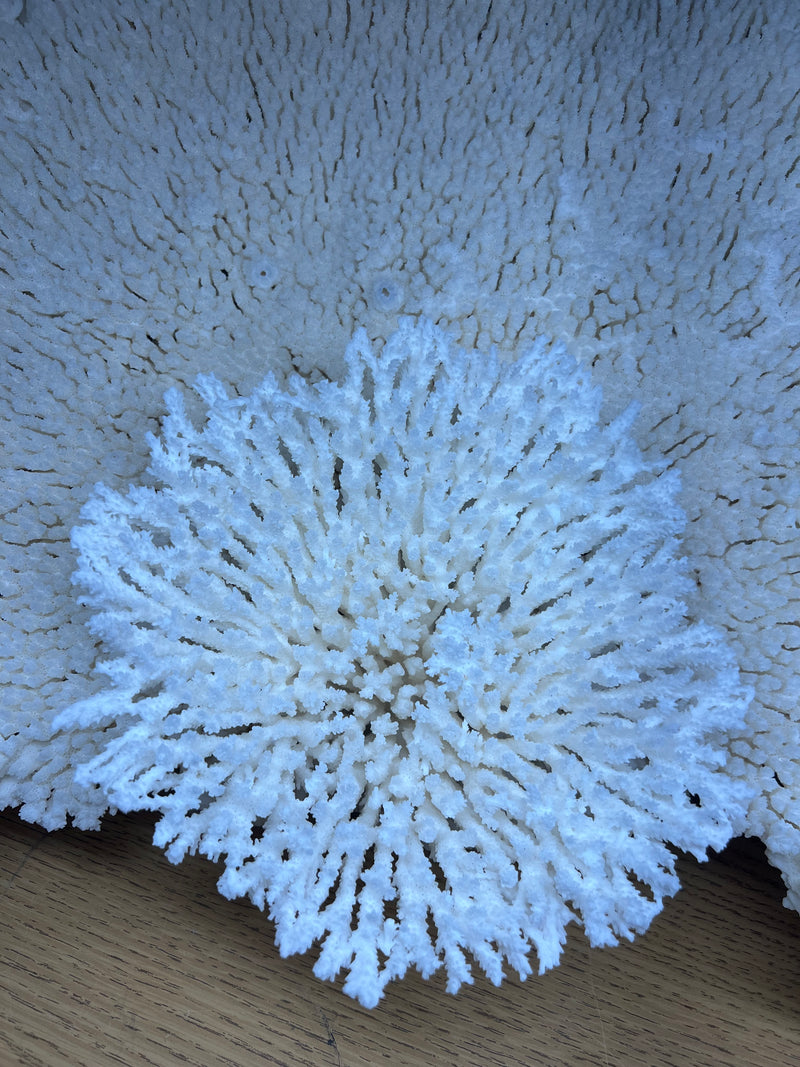 Vintage Large Table Coral Sculpture- 26"