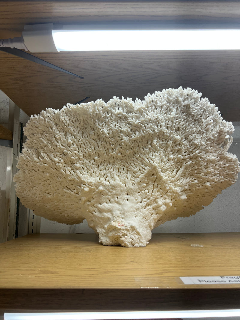 Vintage Large Table Coral Sculpture- 26"