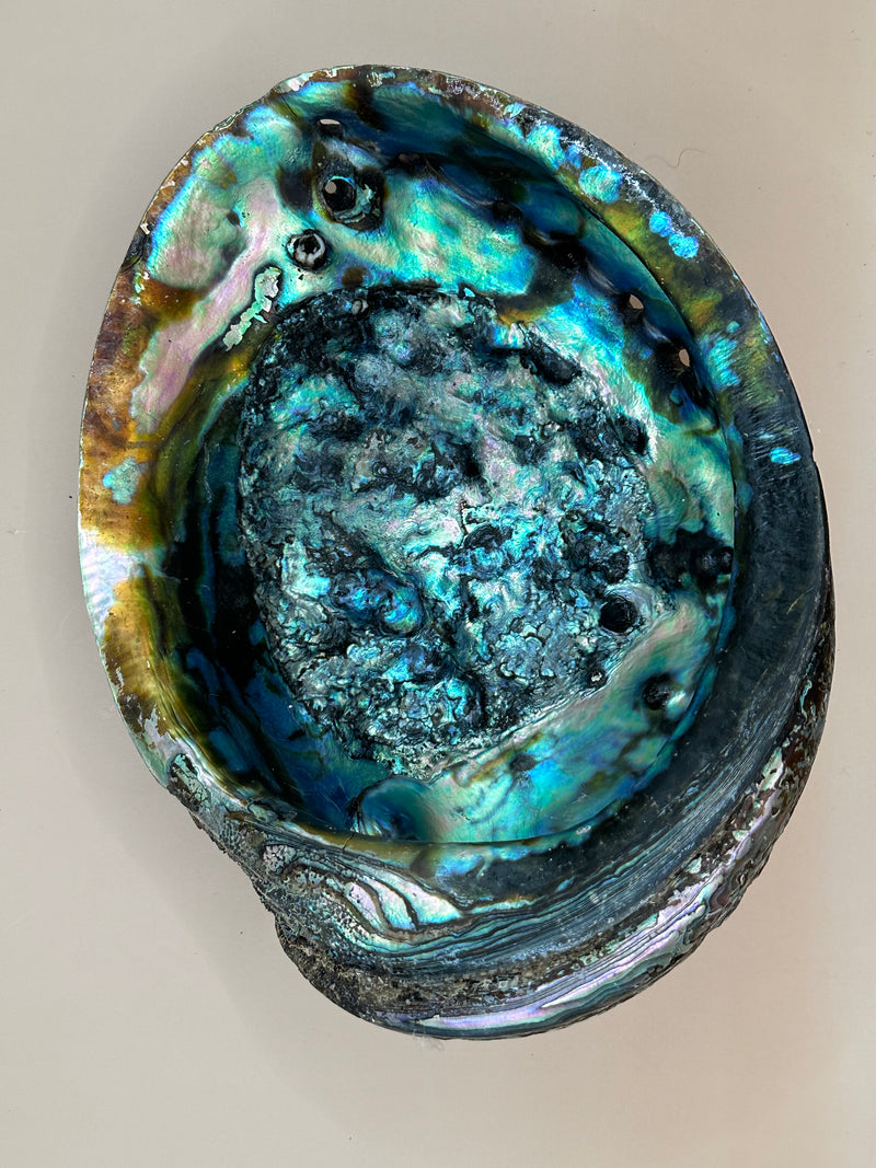 Interior view of Red Abalone Shell displaying vibrant blues, greens, and purples