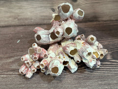 Close-up of natural barnacle clusters, purplish-gray in color