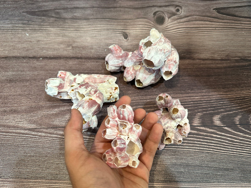 Hand holding a cluster of barnacles from the Gulf of Mexico