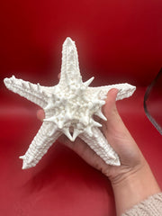 White knobby starfish specimen held in hand - natural marine decor
