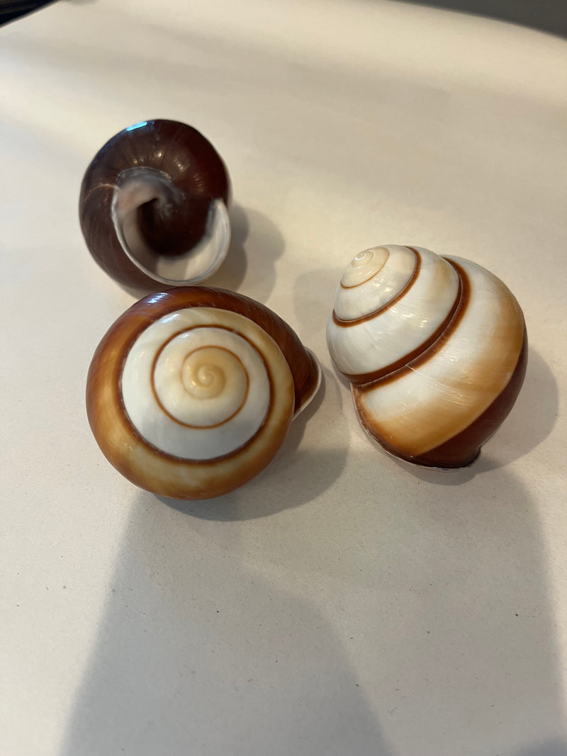 Muffin Snail - Small and Large