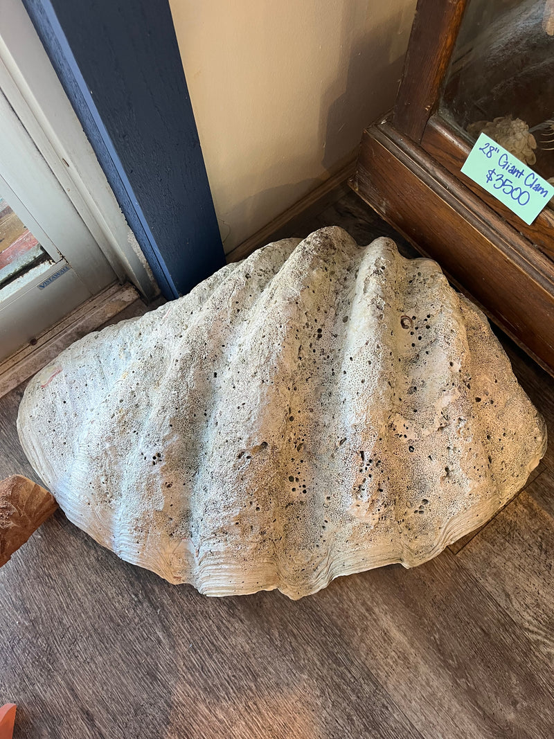 28" Giant clam shell half