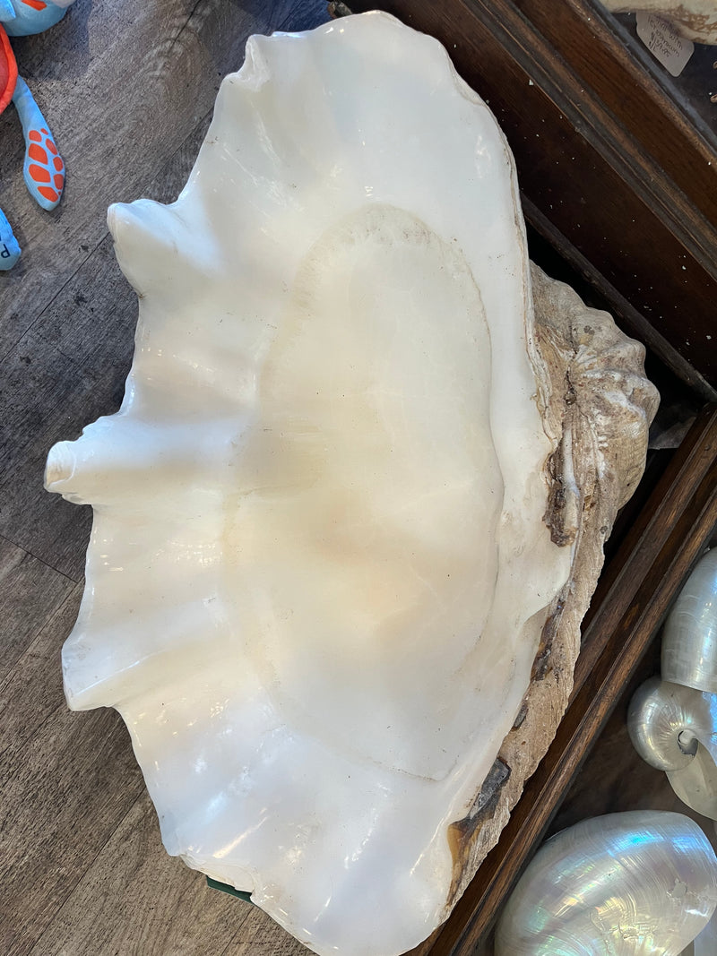 30" Giant clam shell half