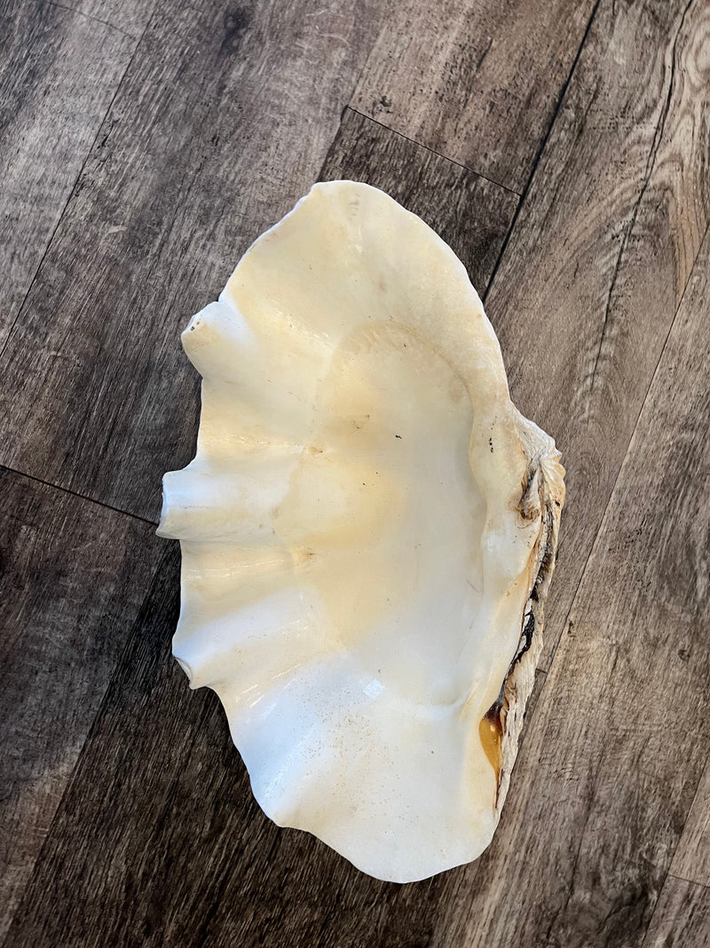 18"  Large clam