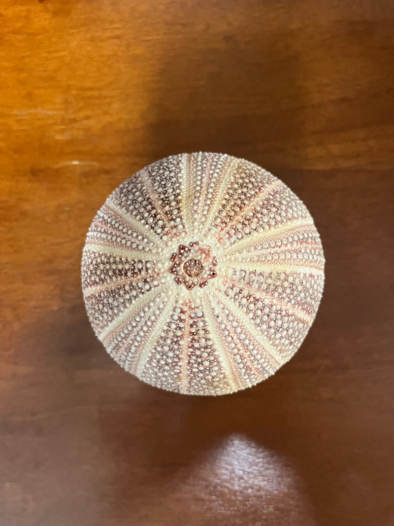 Engllish Sea urchin 3.5-4" diameter
