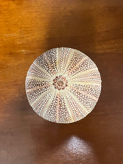 Engllish Sea urchin 3.5-4