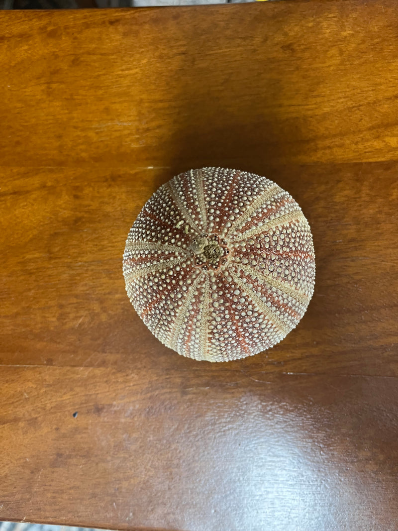 Engllish Sea urchin 3.5-4" diameter