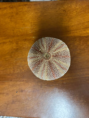 Engllish Sea urchin 3.5-4
