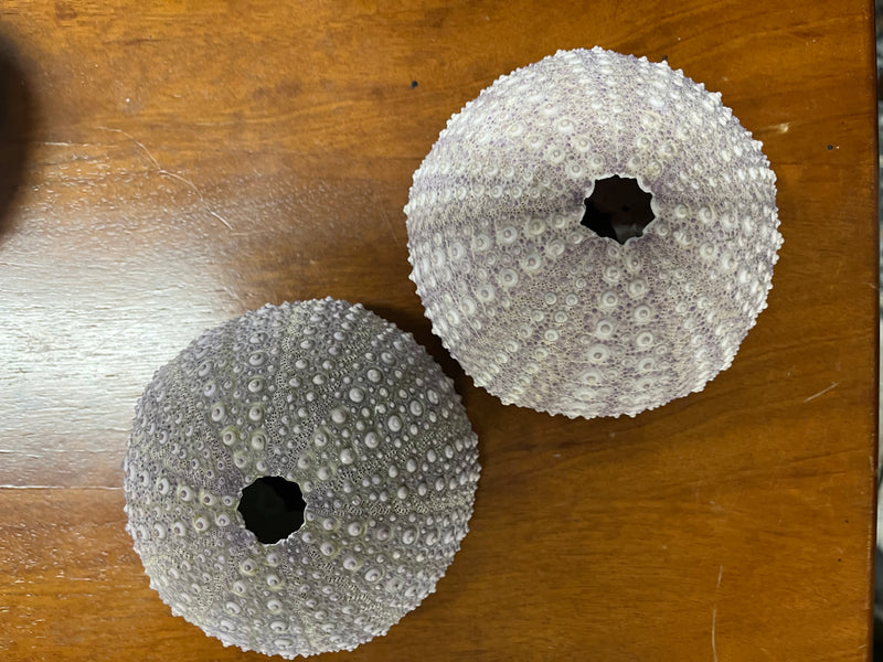 Large Purple Urchin 4-5" diameter