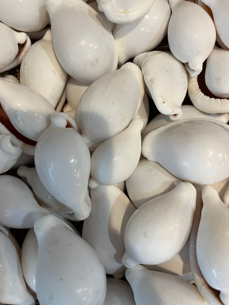 White Egg Cowry Cowrie Shell  - 2 sizes