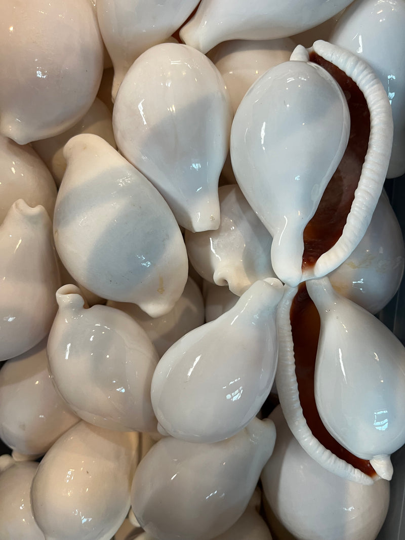 Egg Cowry Shell  - 2 sizes