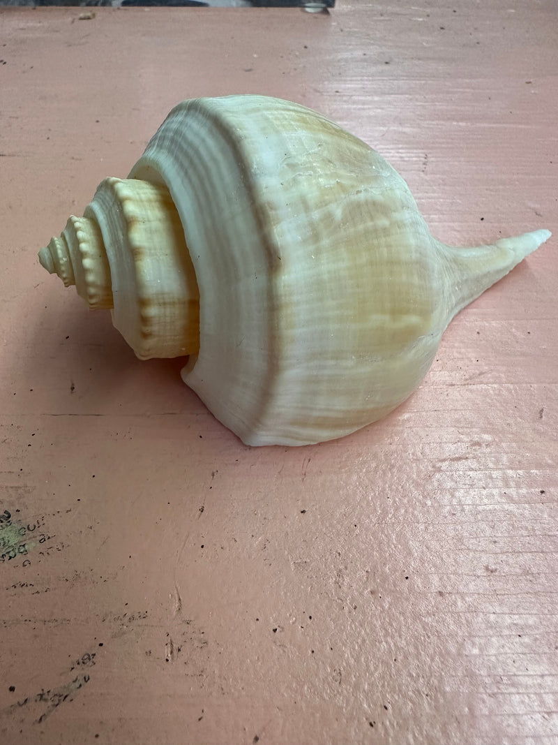 Channeled Whelk Conch Shell