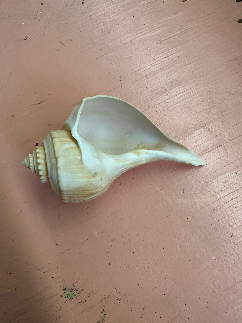 Channeled Whelk Conch Shell