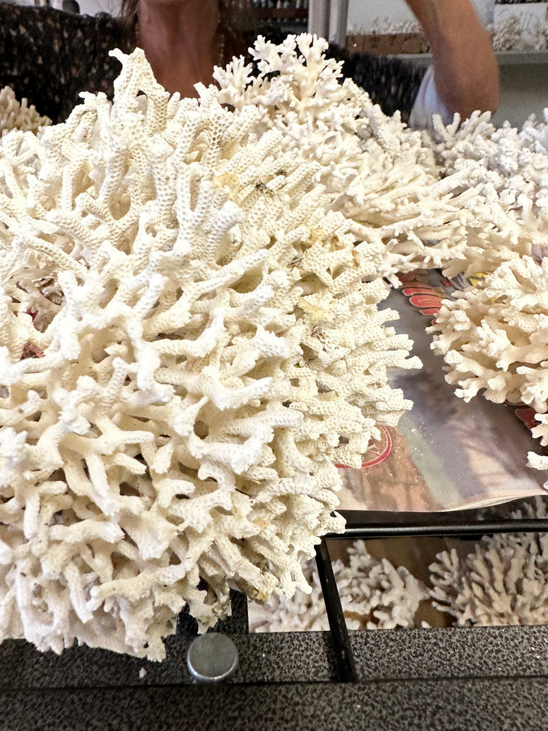 Birds Nest Coral