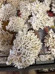 Birds Nest Coral