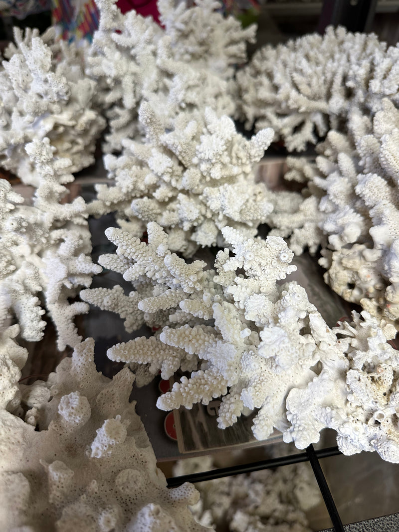 Natural White Coral Tree, White Coral, Coral Tree, Coral Reef