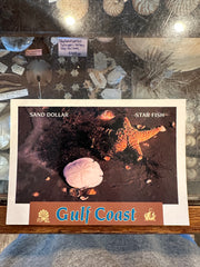 Vintage Sand Dollar & Starfish Postcard