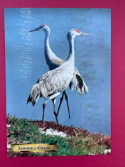 Vintage Sandhill Crane Postcard