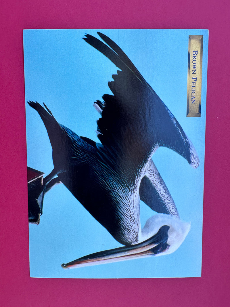 Vintage Brown Pelican Postcard