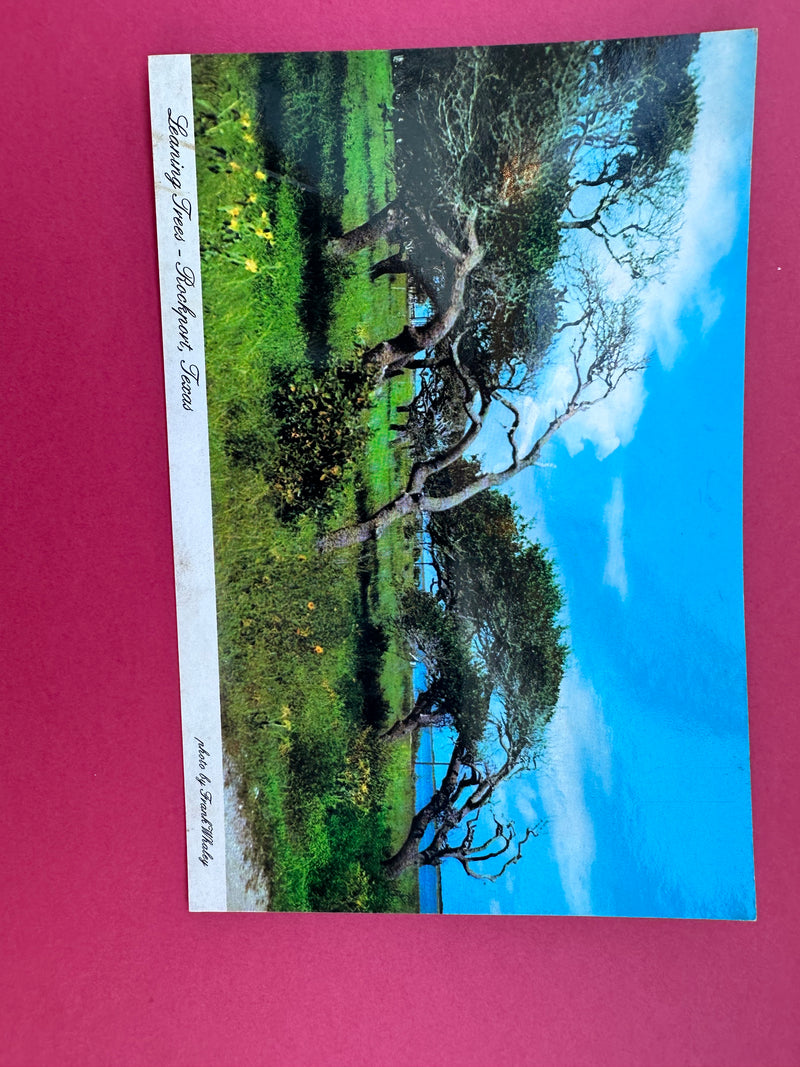 Vintage Leaning Trees Postcard
