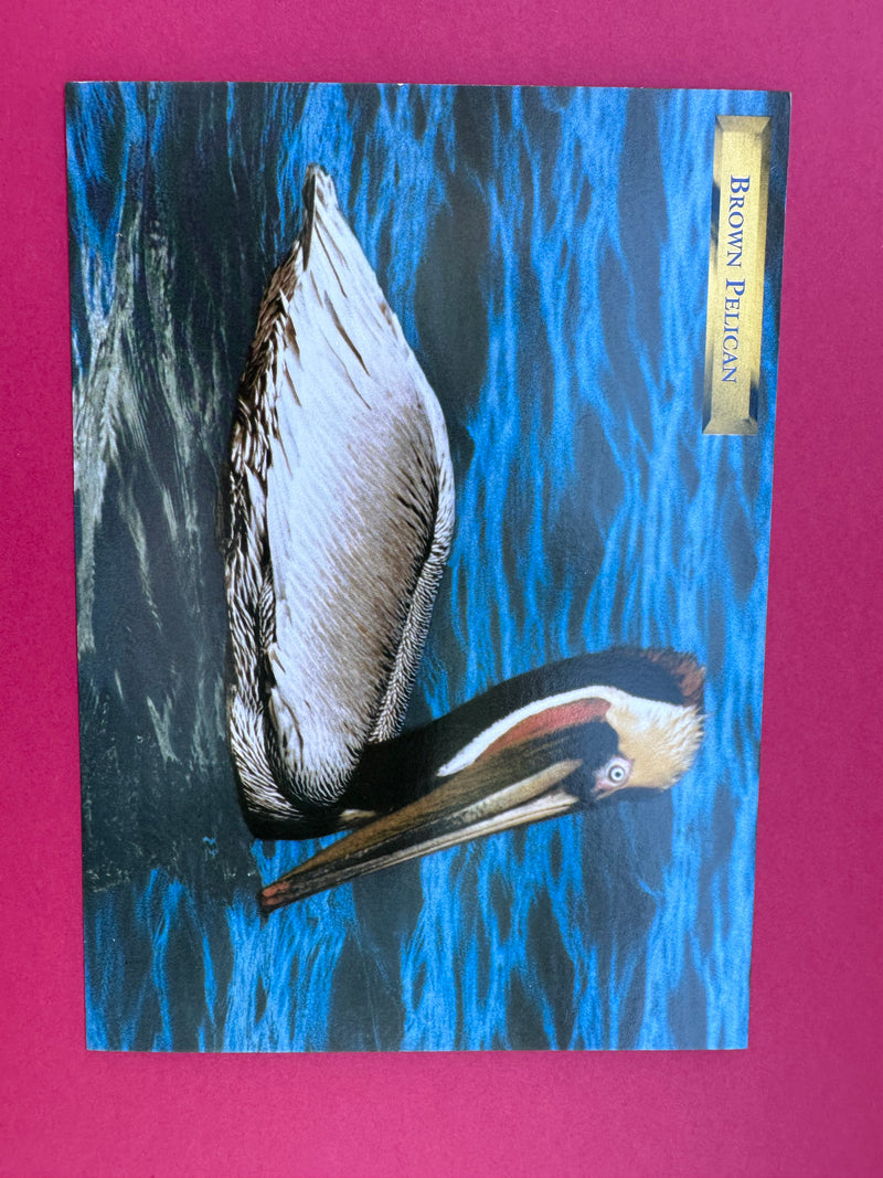 Vintage Brown Pelican Postcard