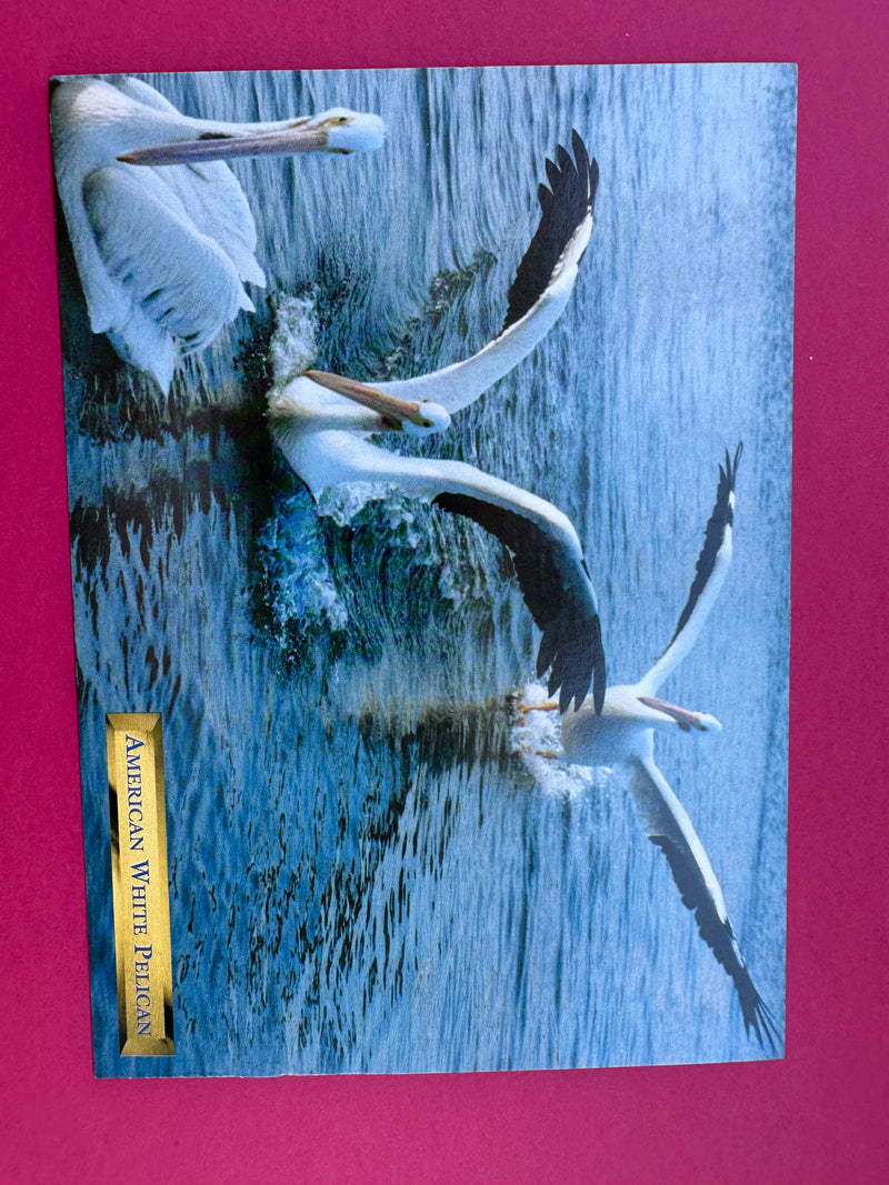 Vintage American White Pelican Postcard