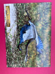 Vintage Great Blue Heron Postcard