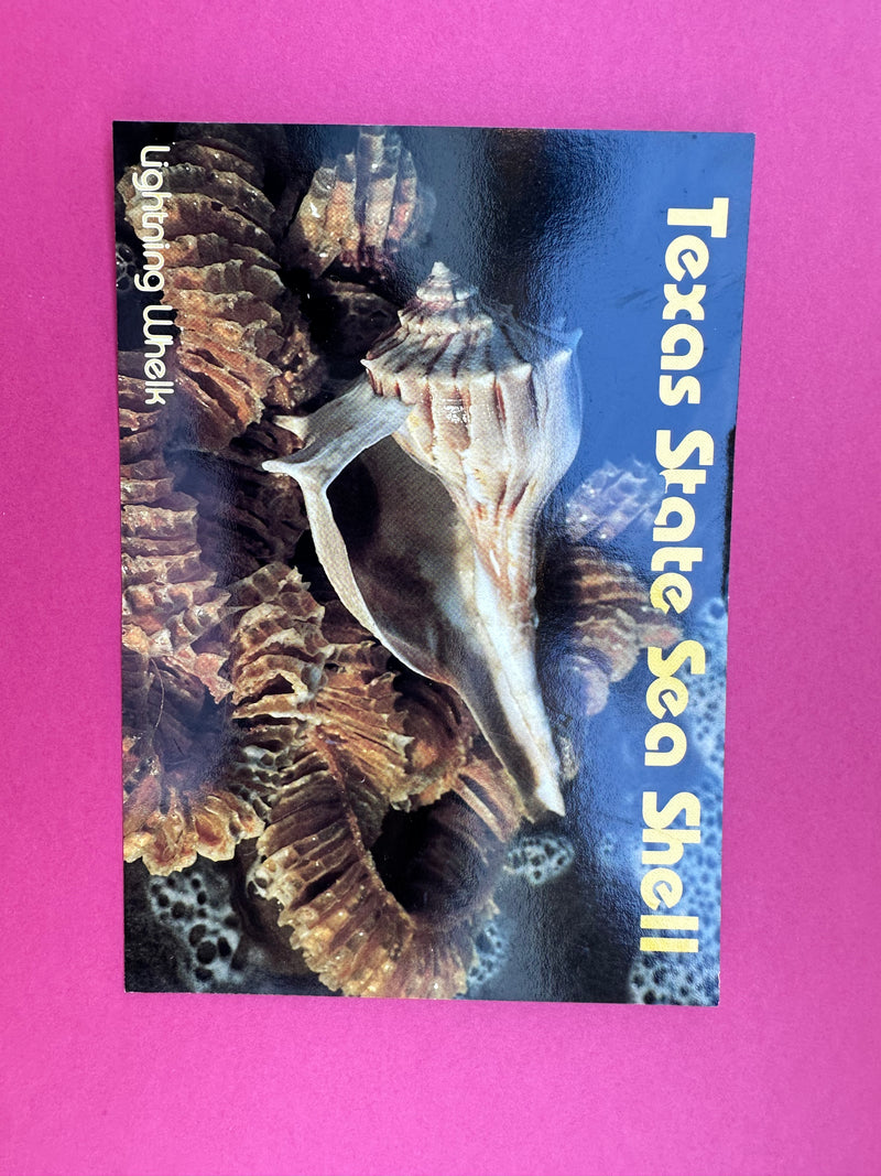 Vintage Lightning Whelk Postcard