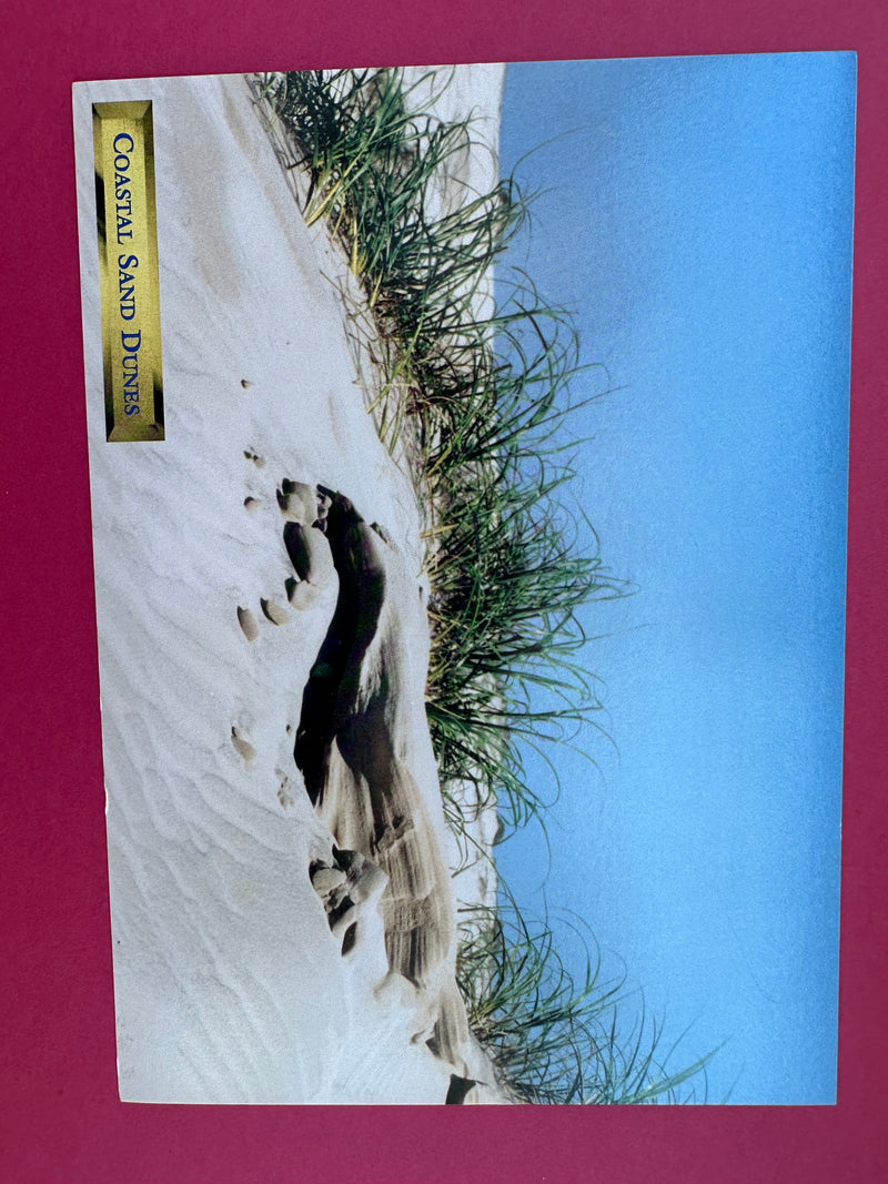 Vintage Coastal Sand Dunes Postcard