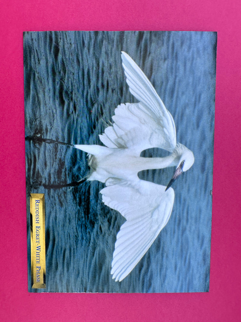 Vintage Reddish Egret-White Phase Postcard