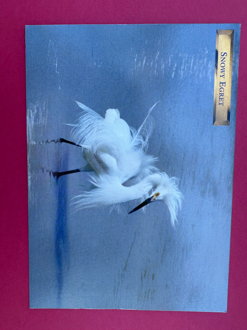 Vintage Snowy Egret Postcard