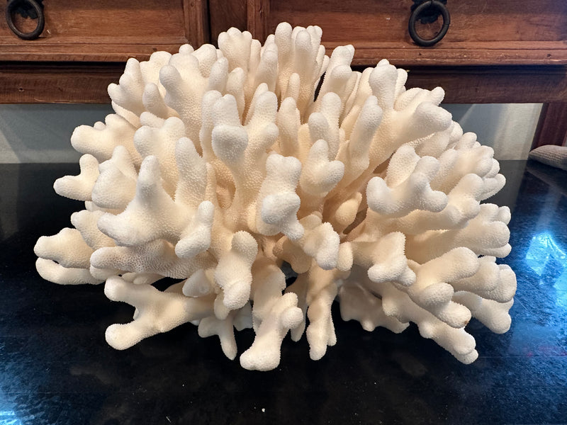 Vintage White Elkhorn Coral - 13"X12"X8"