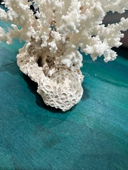 Vintage Brown Stem Coral