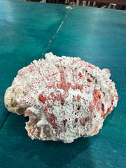 Rock scallop/ Clam Shell- Spondylus calcifier