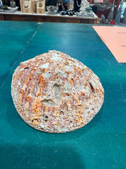 Rock scallop/ Clam Shell- Spondylus calcifier