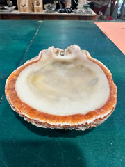 Rock scallop/ Clam Shell- Spondylus calcifier