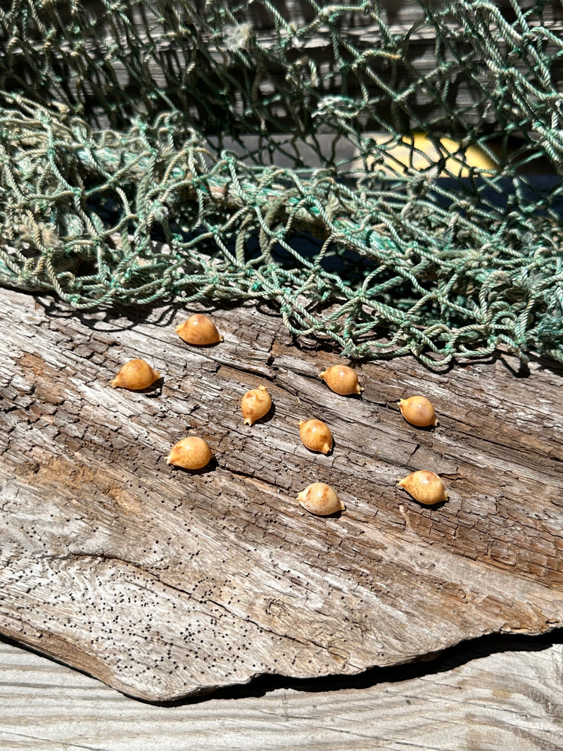 Cypraea bistrinotata-Brown Blotched Cowrie