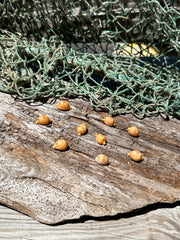 Cypraea bistrinotata-Brown Blotched Cowrie