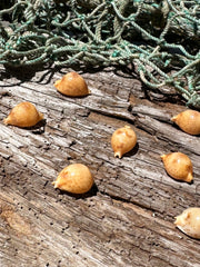 Cypraea bistrinotata-Brown Blotched Cowrie