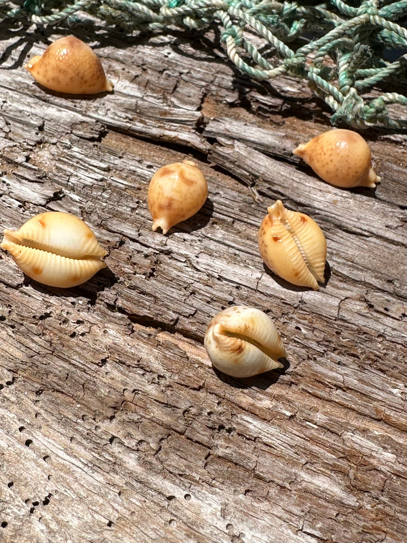 Cypraea bistrinotata-Brown Blotched Cowrie