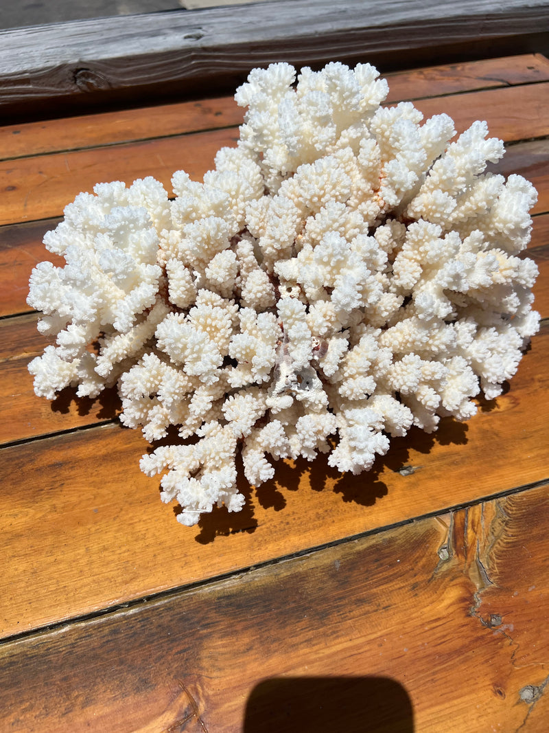 Vintage Brown Stem Cluster Coral- 16"