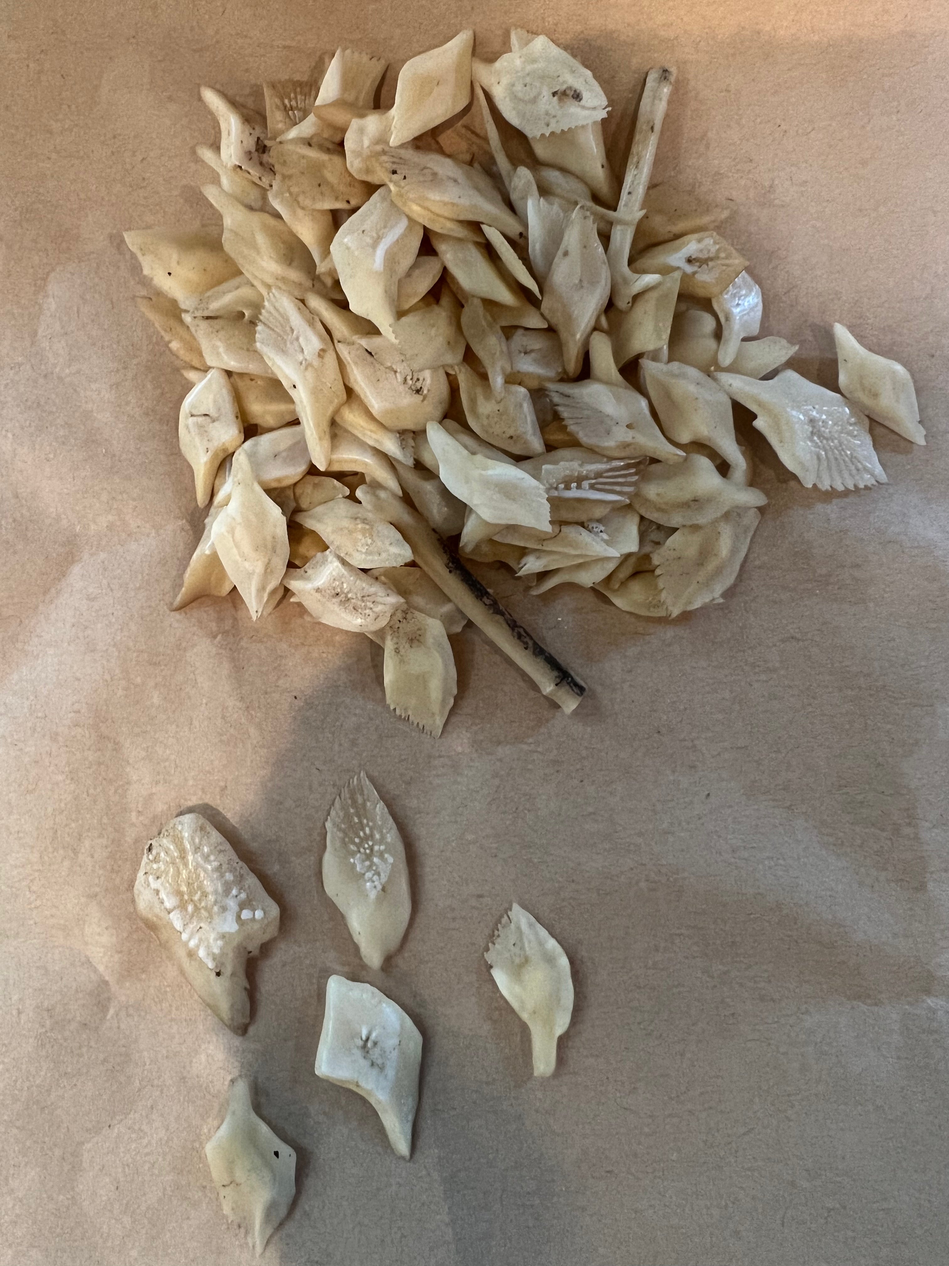 Gar Scales Gar Scales