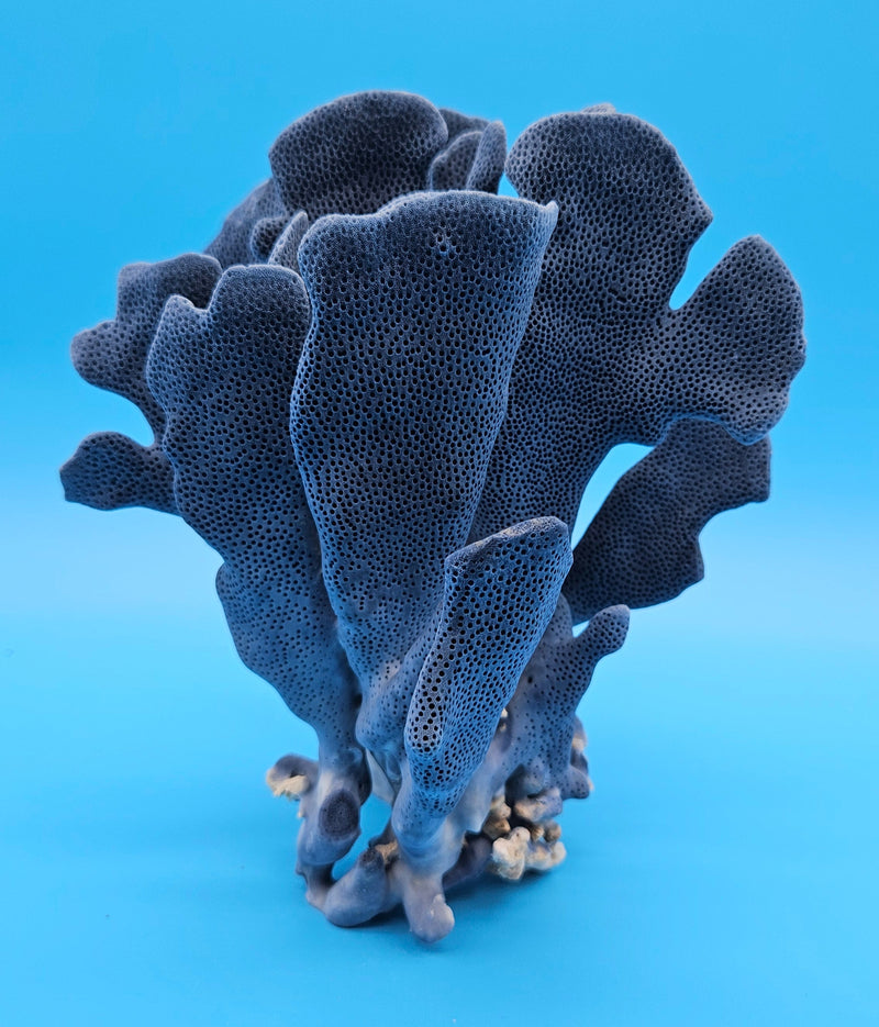 Vintage coral display piece in striking marine blue color